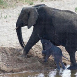 Elephant born in the river in Kruger National Park 2012!