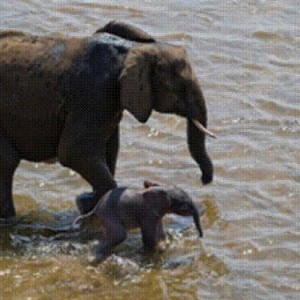 Elephant born in the river in Kruger National Park 2012!