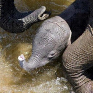 Elephant born in the river in Kruger National Park 2012!