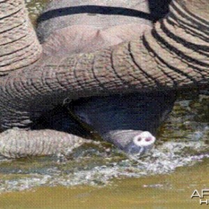 Elephant born in the river in Kruger National Park 2012!