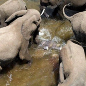 Elephant born in the river in Kruger National Park 2012!