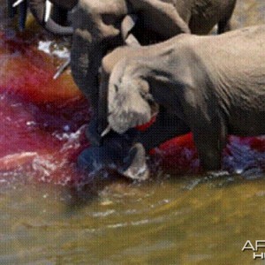 Elephant born in the river in Kruger National Park 2012!