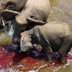 Elephant born in the river in Kruger National Park 2012!