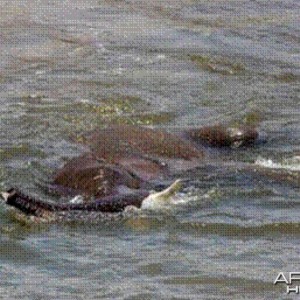 Elephant born in the river in Kruger National Park 2012!