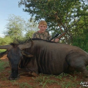 34'' blue wildebeest cow . harmonie safaris.