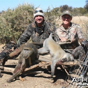 Baboon & vervet Monkey Limcroma Safaris 2013