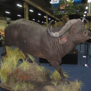 Taxidermy at Safari Club International Convention