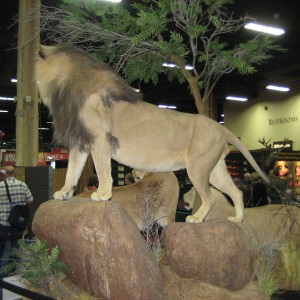 Taxidermy at Safari Club International Convention