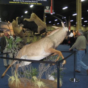 Taxidermy at Safari Club International Convention