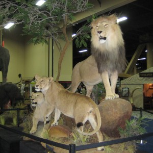 Taxidermy at Safari Club International Convention