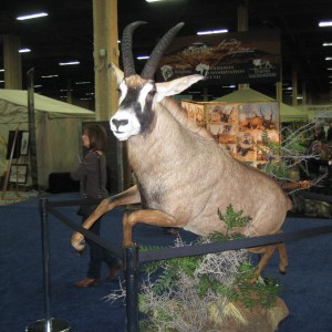 Taxidermy at Safari Club International Convention