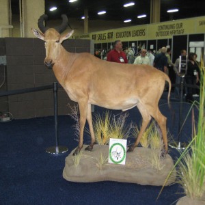 Taxidermy at Safari Club International Convention