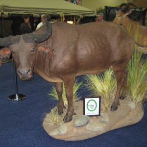 Taxidermy at Safari Club International Convention