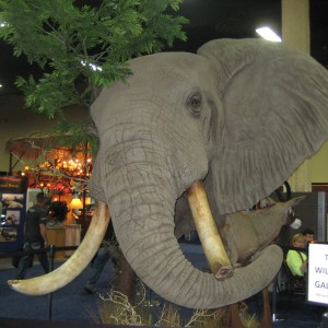 Taxidermy at Safari Club International Convention