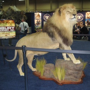 Taxidermy at Safari Club International Convention