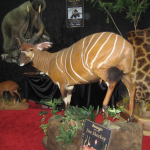 Taxidermy at Safari Club International Convention