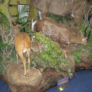 Taxidermy at Safari Club International Convention