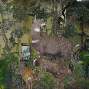 Taxidermy at Safari Club International Convention