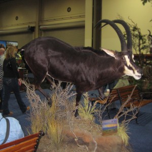 Taxidermy at Safari Club International Convention