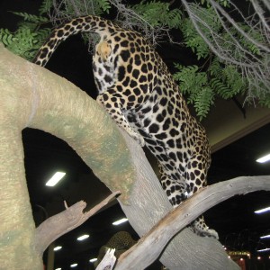 Taxidermy at Safari Club International Convention