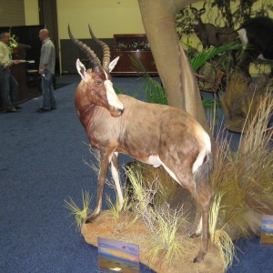 Taxidermy at Safari Club International Convention