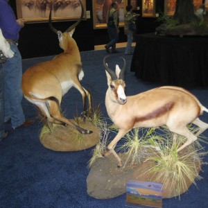 Taxidermy at Safari Club International Convention