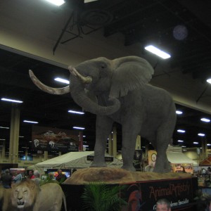 Taxidermy at Safari Club International Convention