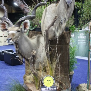 SCI Convention 2014 Taxidermy Mounts