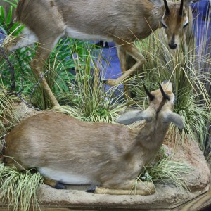 SCI Convention 2014 Taxidermy Mounts