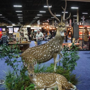 SCI Convention 2014 Taxidermy Mounts