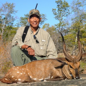 Zambezi Valley Bushbuck