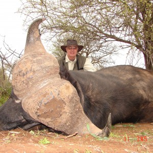 Greater Kruger Buffalo