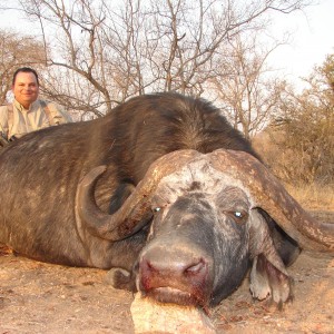 Greater Kruger Buffalo