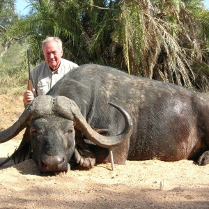 Greater Kruger Buffalo