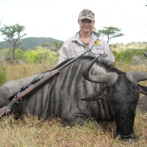 Blue Wildebeest