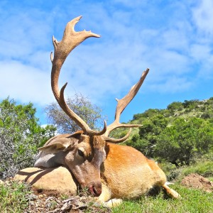 Fallow Dear ~ East Cape, RSA