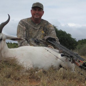 White Springbok