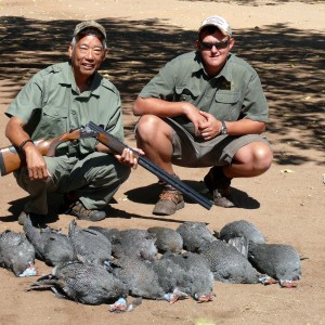 Zimbabwe guinea fowl