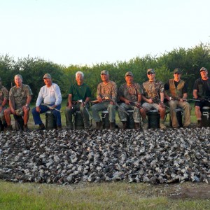 Fabulous dove shooting in Argentina