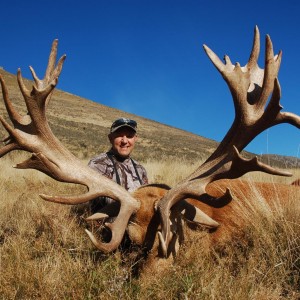 New Zealand Stag