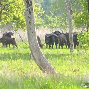 Munya buffalo