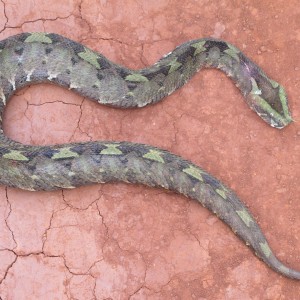 Gabon Viper