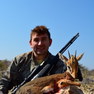 Dik dik Namibia