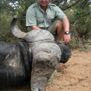 Greater Kruger Buffalo