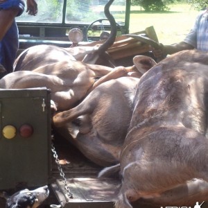 3 kudu's shot at King's Kloof