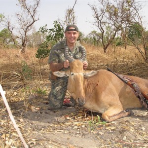 Western Hartebeest Burkina Faso