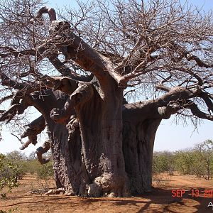 Baobab