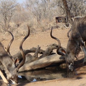 Kudu