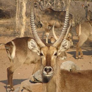 Waterbuck