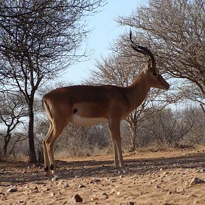 Impala